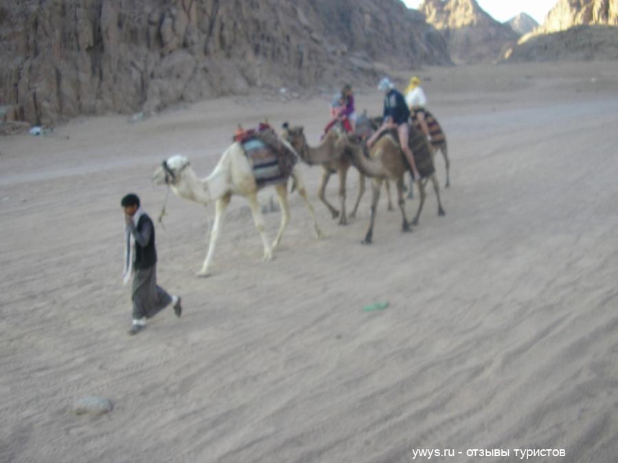 Супер сафари по Египту, катание на верблюдах
