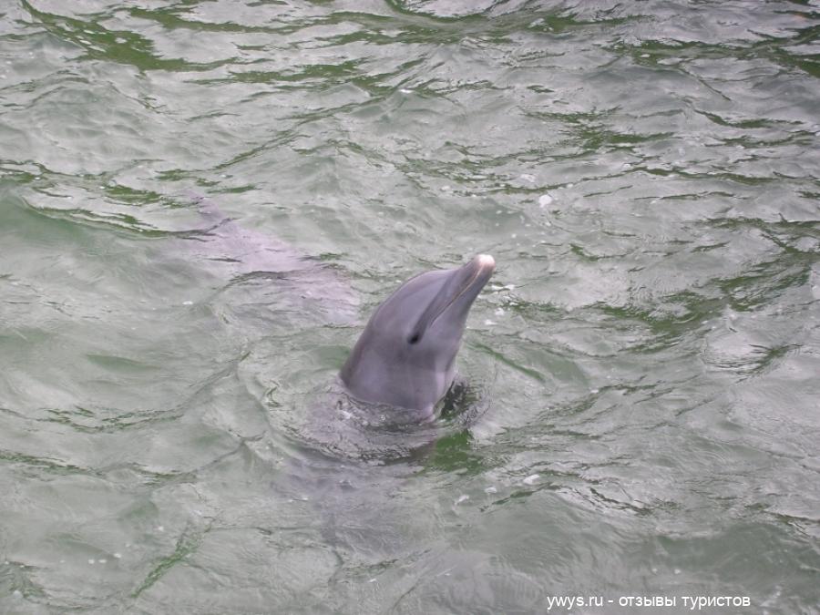дельфин в карибcком море