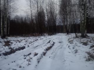 Непростая дорога в лесу до места предполагаемой охоты.